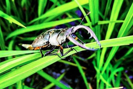田んぼの生き物たち 山里清流米のジャパンファーム お米通販