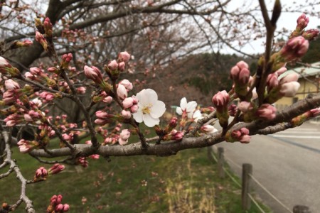 桜かな