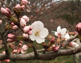 桜かな2