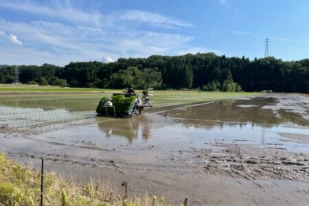 田植え最終日