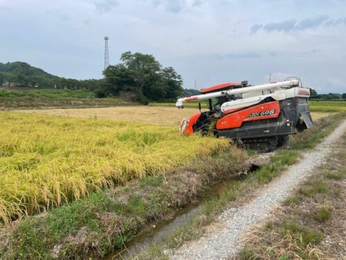 令和６年産コシヒカリ稲刈り