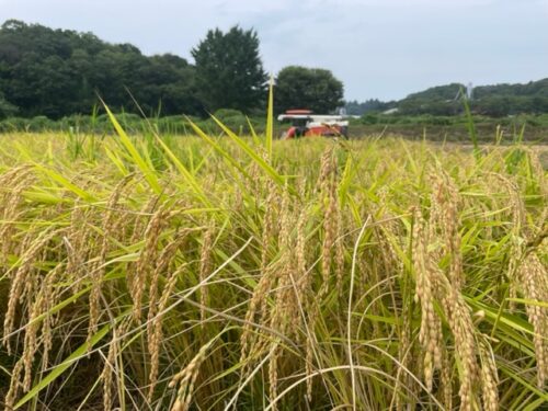 令和６年産コシヒカリ稲刈り