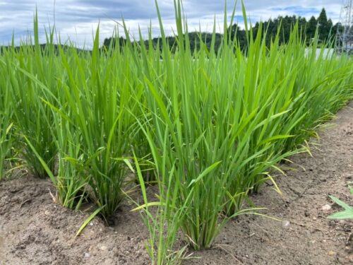 田植えから2か月後