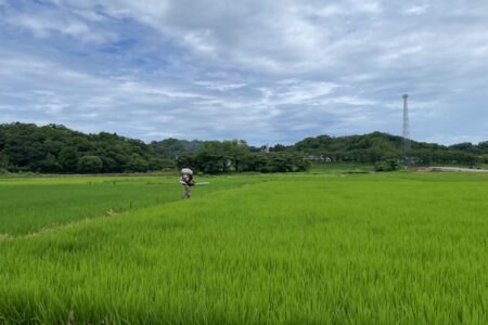 穂肥散布