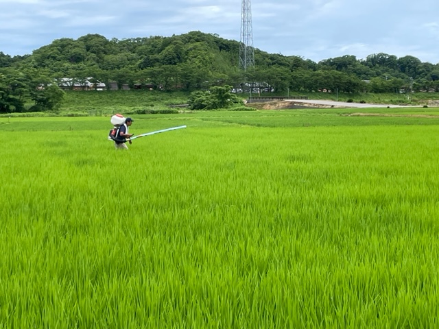 穂肥散布
